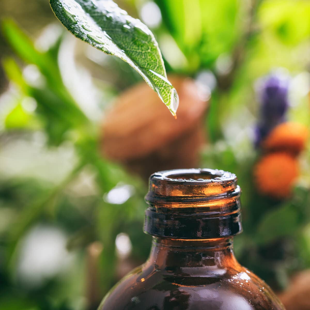 Dr. Gaëlle Morat - Vétérinaire Ostéopathe en Isère et Savoie - Phytothérapie